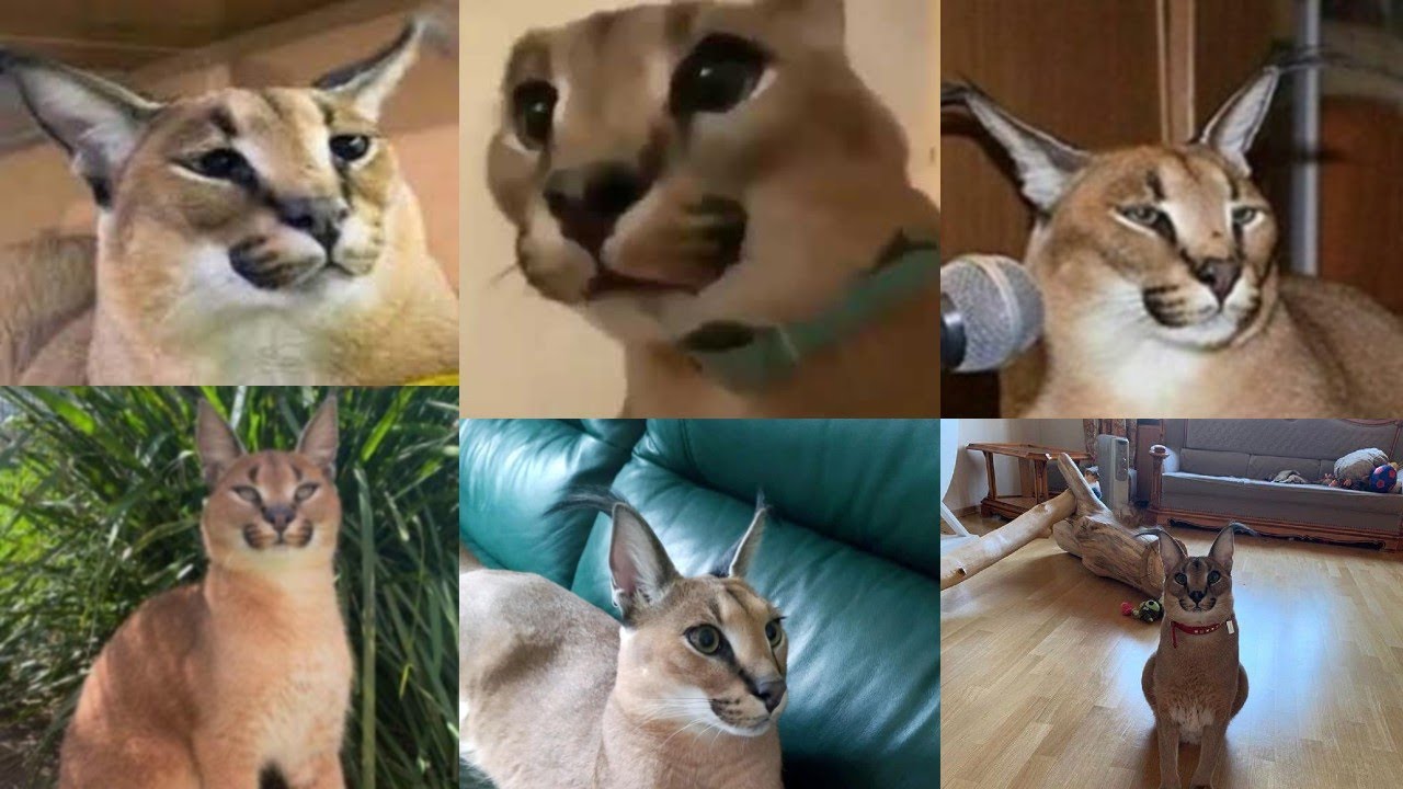 big floppa ultimate compilation 2 YouTube