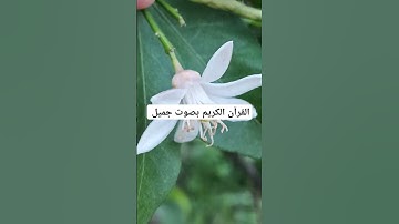 القرآن الكريم بصوت جميل #explore #قرانكريم #قران_كريم #تيك_توك #قران #قرآن #لايك #quran #راحة_نفسية