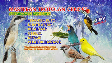 MASTERAN MATERI IDAMAN PARA PENCETAK BURUNG CENDET || MASTERAN CENDET TROTOL PALING DICARI 2024‼️‼️