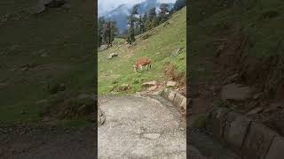 mini switzerland chopta uttarakhand#chopta #rudraprayag #uttarakhand #tungnath #ukhimath #mountains