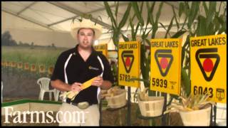 Great Lakes Hybrids Corn Hybrid Product Review