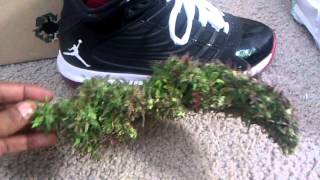 Update: Querkle Harvest