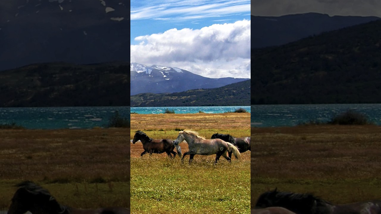 Can horses see in the dark?