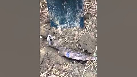 Soil Biology "The Cotton Test" Ontario Canada