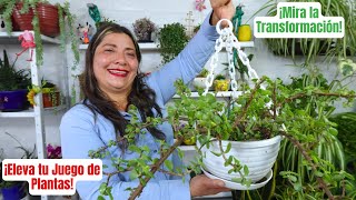 Convirtiendo tu Planta de Jade en una Maravilla Colgante