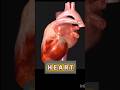 Heart anatomy #heart #heart anatomy #healthtips