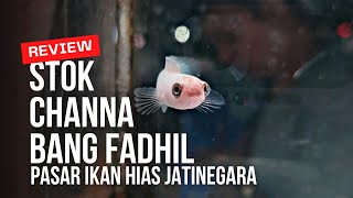 Download Lagu BANYAK PILIHAN CHANNA DI PASAR IKAN HIAS JATINEGARA MP3