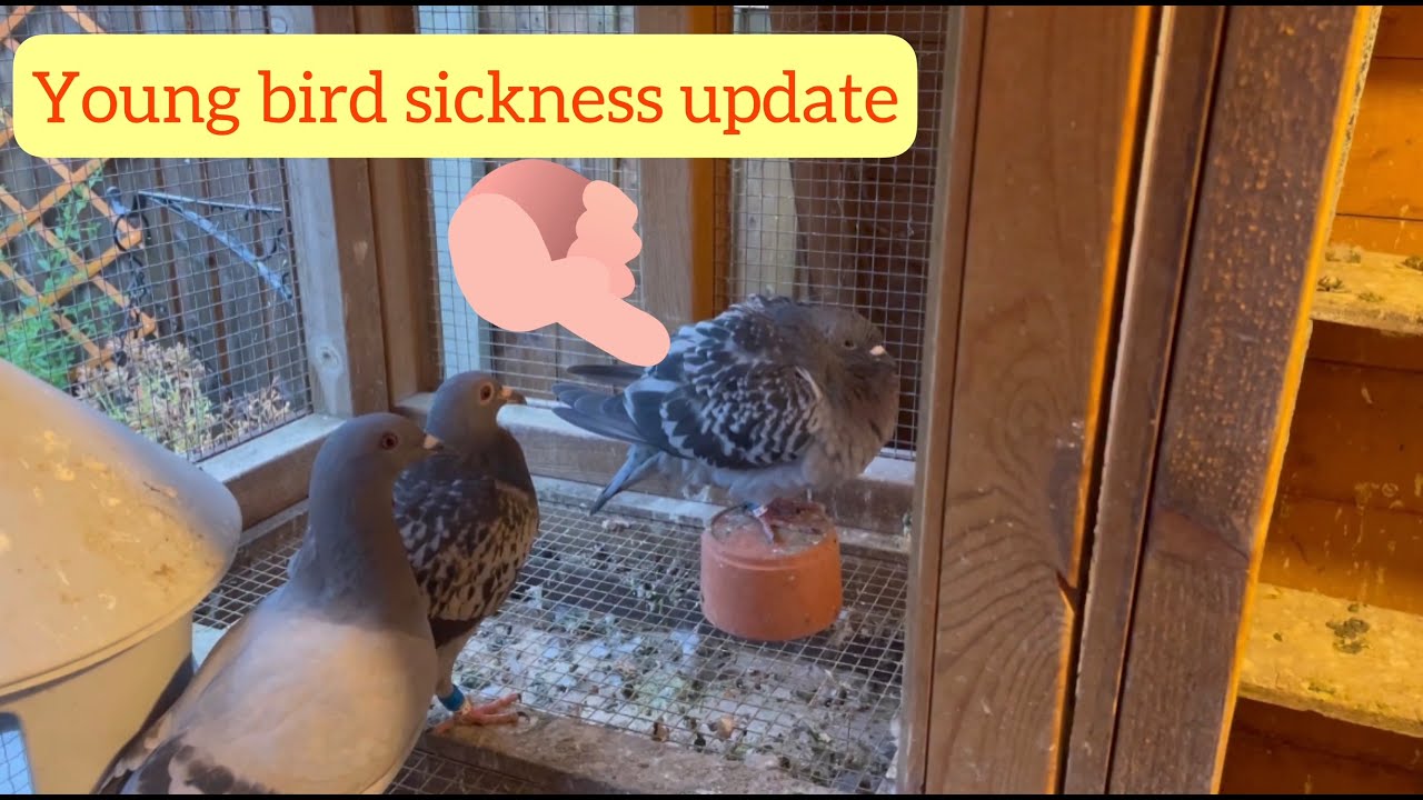 Update on the young bird sickness in my racing pigeons.