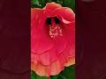 Gorgeous hibiscus🌺 blooming ||home gardening👍|#youtubeshorts #viral #gardening #nature #song