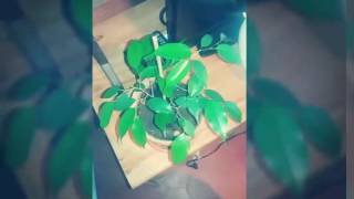 Ficus Benjamina Ficus Benjamina