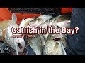 Catfish in the Chesapeake Bay August 31, 2018