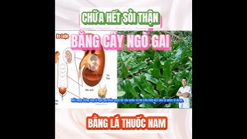 Cách chữa sỏi thận bằng Cây Ngò gai|Dược sĩ Luận #shorts