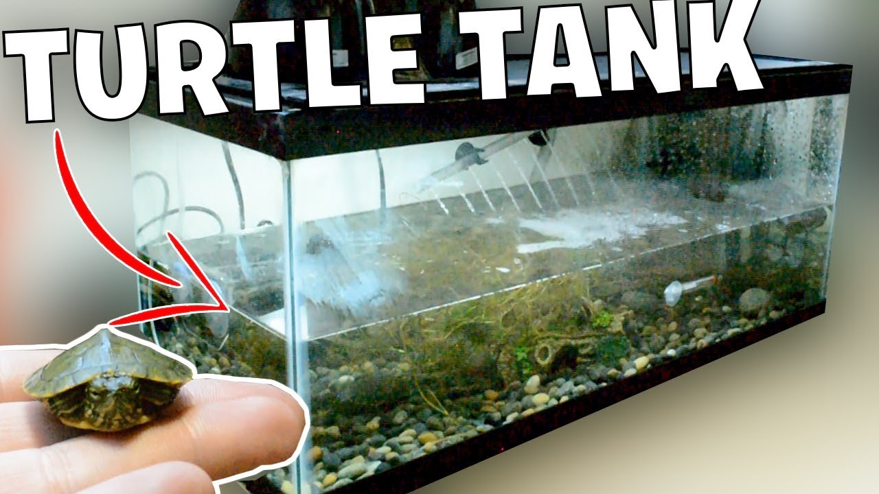 NEW Baby TURTLE Tank Setup! (For rescue Turtles)