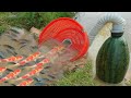 Build Fish Trap Using Watermelon & Flexible Pipe - Trapping System Make Work 100%