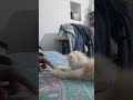 #dailyvlog #kitten #cat
