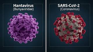 Hantavirus vs COVID 19 Key Differences