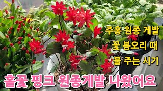 홑꽂 핑크 원종 게발선인장 구입 정보, 꽃봉오리 때 물 말리지 마세요, Rhipsalidopsis, Schlumbergera truncata
