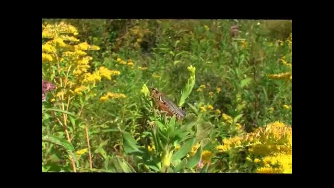 Insects in Vermont YouTube