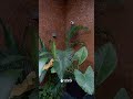 Beautiful Home Landscaping in Kerala | Modern Residential Garden Design | Sthithi Landscaping