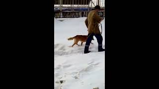Собака в дар. Маска Собака в дар. Маска