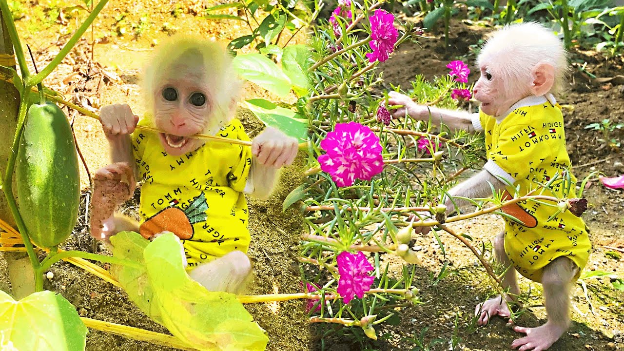 At Home, Bibi monkey Looks at Flowers and Cooks for the whole Family