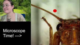 Sketch With Me: Insect Illustrations via Microscope (Stonefly & Ladybug)