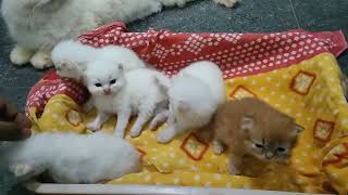 persian cat || persian cat price in india || persian cats || cat || cat price in india