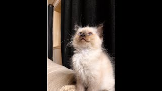 #kitten #sweetkitten #lovelykitten Akela always having big dreams HD (when kitten dreaming) by The Kitten ًWorld 30 views 2 years ago 7 minutes, 36 seconds