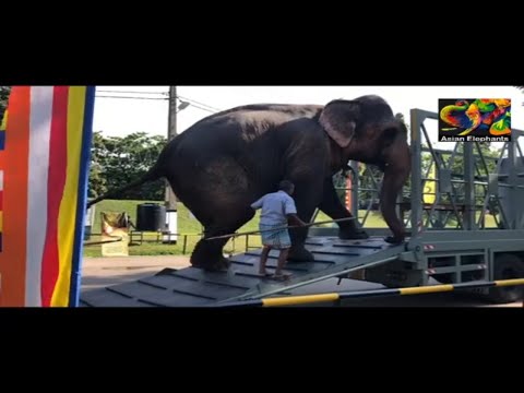 #kelaniya #perahera #tusker temple elephant new