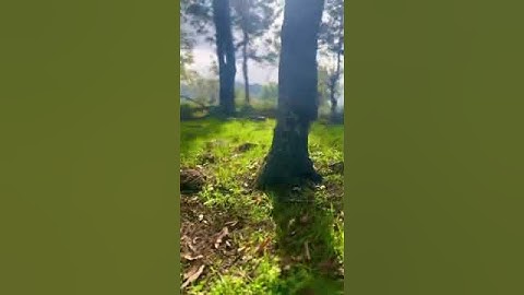 تلاوة خاشعة جميله بصوت سعد الغامدي ارح سمعك ❤ #القرآن_الكريم #سعد_الغامدي #اكسبلور