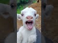Ghot #🐐🐐🐐🐐🐐🐐