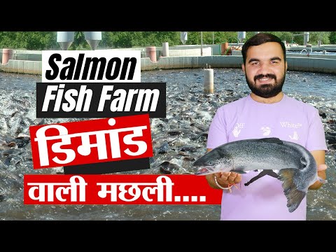 वीडियो: सामन मछली। सामन के प्रकार और उनका विवरण
