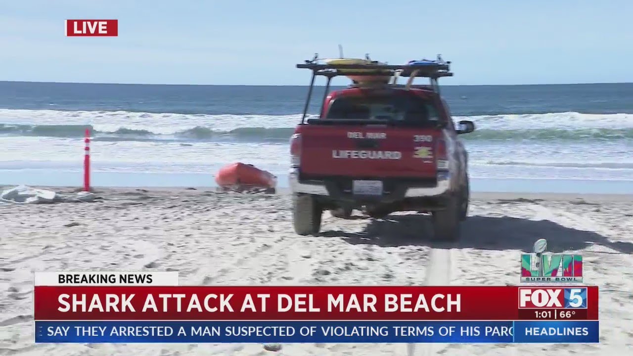 Shark Attack At Del Mar Beach YouTube