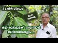 കുറ്റി കുരുമുളക് നടുന്ന രീതി|| How to plant bush pepper at home.