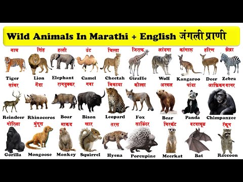 wild animals english to marathi with pdf | जंगली प्राणी | जंगली जानवर | download pdf |
