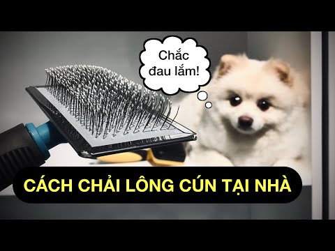 Video: Mẹo để chải lông cho chó con mới của bạn