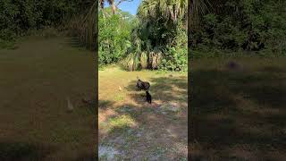 Turkey hen and babies on their first outside walk