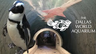 Dallas World Aquarium Tour & Review with The Legend
