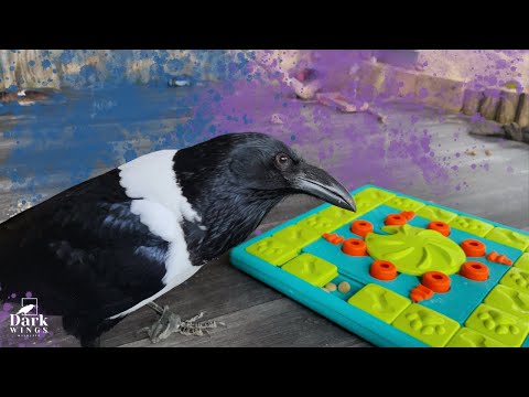 We're Just Gonna Say It... Crows Are Smarter Than (Most) Dogs