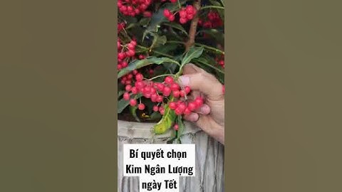 Bí Quyết lựa chọn Kim Ngân Lượng ngày Tết