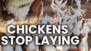 We Run Egg Farming Business for 5 Years And Here's The Mistakes You Should Avoid 😱🥚🐔
