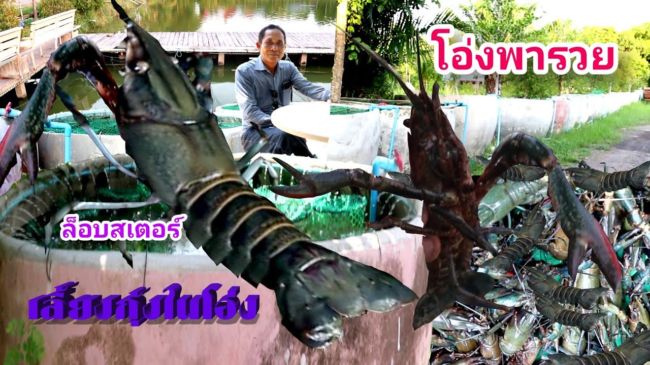 เลี้ยงกุ้งในโอ่ง 