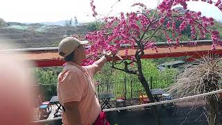 SAKURA IN KOREA #shortvideos #nature #korea #sakura #cherryblossom #koreatravelvlog #travel #flowers