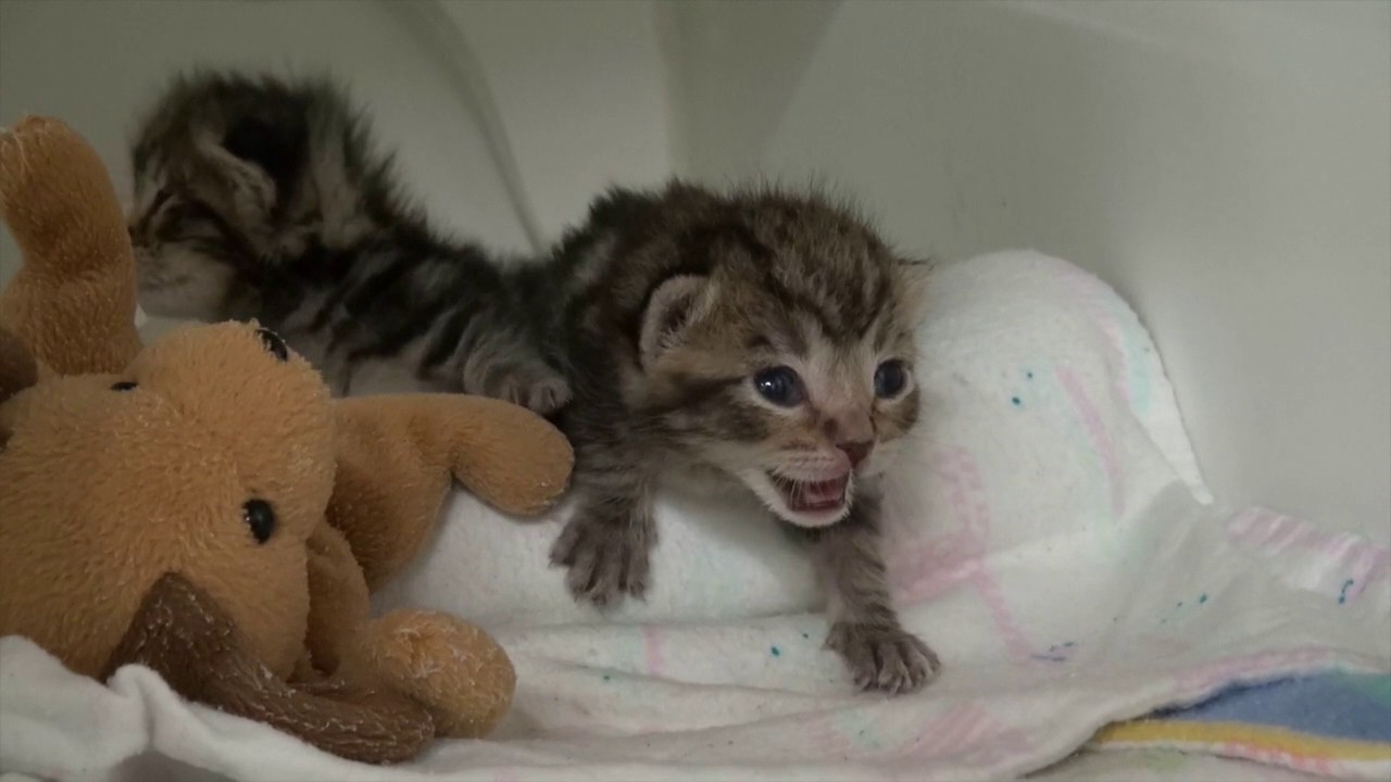 Nursery Training - Aging a Kitten - YouTube