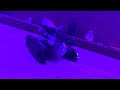 Lego 30727 Alternate Build, Tank