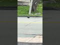 A crow crossing the road