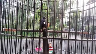 MASTERAN MURAI BATU SANTAI TEMBAKAN PUTUS PUTUS,SATU NAFAS BEBERAPA LAGU