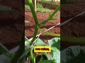 "O Florescer 🌼🌼🌼" #agro #agricultura