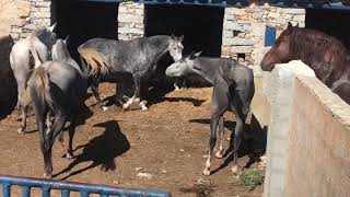 Caballo conociendo yeguas jovenes 3 años y medio.Preparando programa de cría 2020