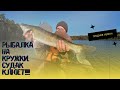 Рыбалка НА КРУЖКИ. Вдвоем в ЛОДКЕ. ЖОР СУДАКА НАЧАЛСЯ?